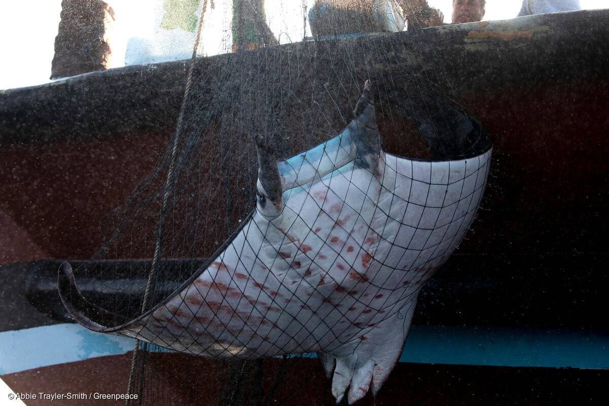 Bycatch in Northern Indian Ocean Fisheries Documentation