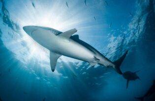 KÖPEKBALIĞI KAMERASI DENİZ ÇAYIRI ALANINI KEŞFETTİRDİ