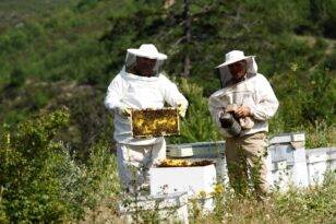Bal ormanlarından ekonomiye 300 milyon TL katkı