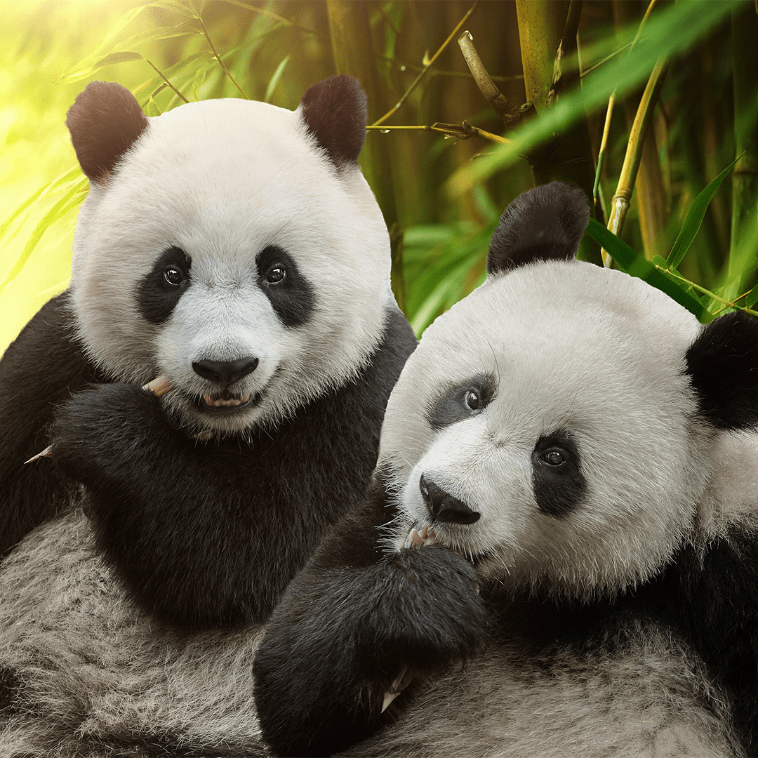 14 Şubat Sevgililer Günü’nde kalplerimiz doğa için atsın!