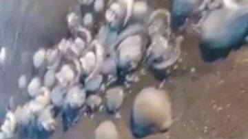 Antalya’da binlerce denizanası kıyıya vurdu