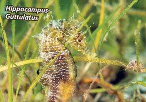 DENİZİN DİRENİŞİ İSTANBUL’UN DENİZ CANLILARI