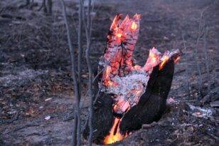 Yeni Orman Yangınları Çağına Hazırlıklı mıyız?