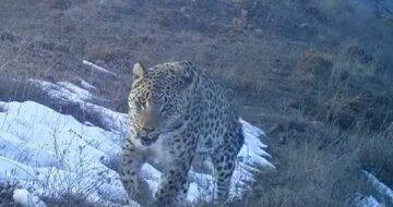 CEZALAR AĞIR AMA ASIL SİLAH BİLİNÇ… ANADOLU PARSINA DOKUNANA 45 MİLYON