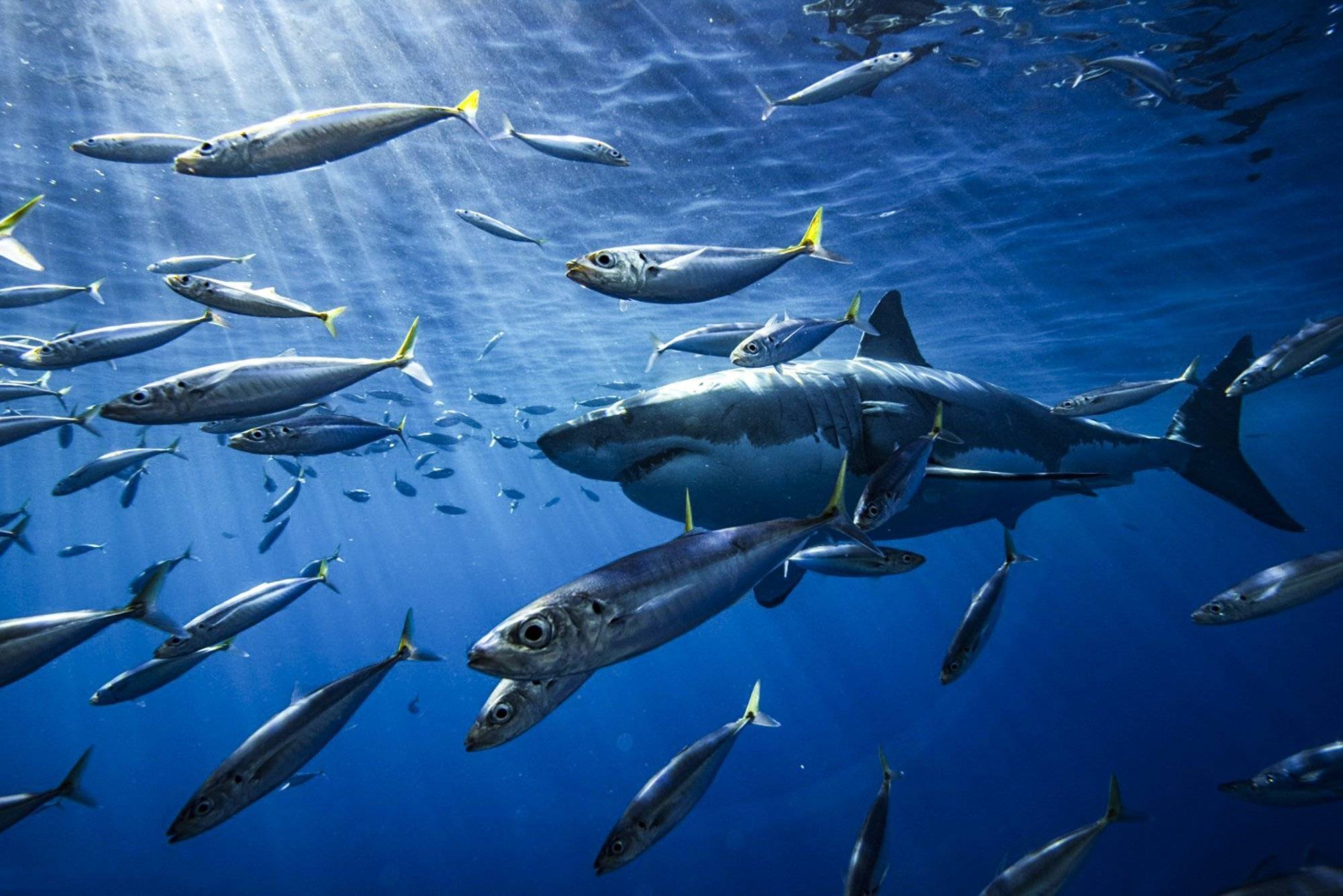 Araştırmacılar Nesli Tehlikede Olan 63 Tür Saptadı