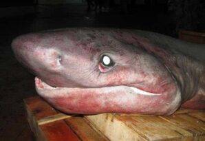 KÖPEKBALIKLARI VE VATOZLAR MARMARA’DA SIĞINACAK YER ARIYOR