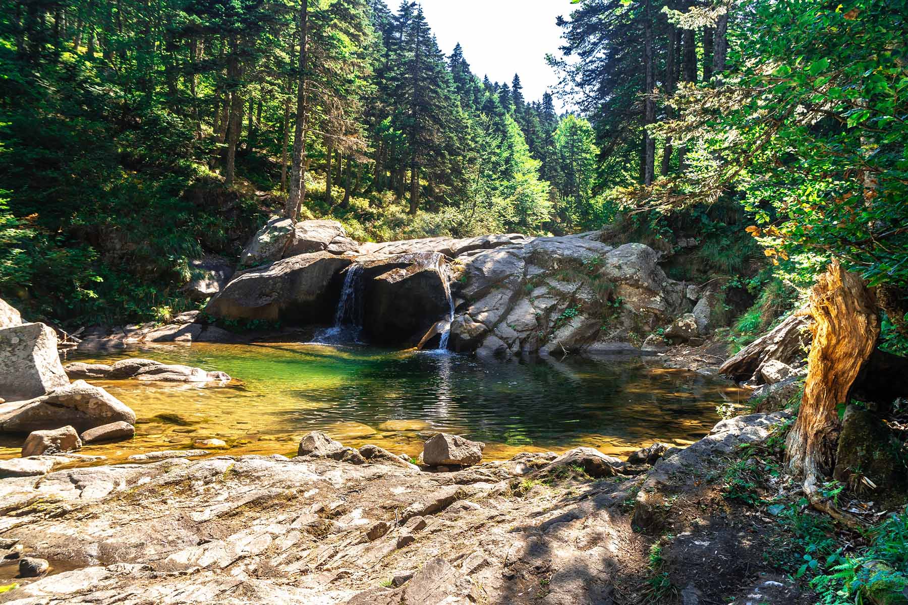View,Of,Small,River,Among,Big,Pine,Tree,Forest,In