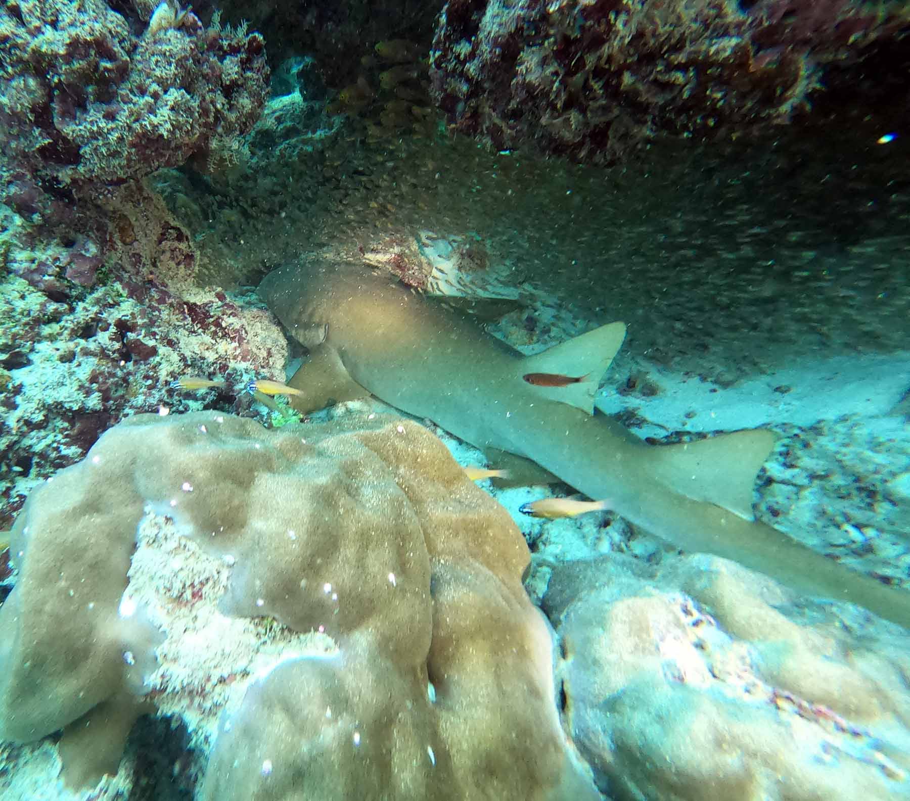 MASMAVİ SU KÜRENİN AÇIK HAVA LABORATUVARI: MALDİVLER