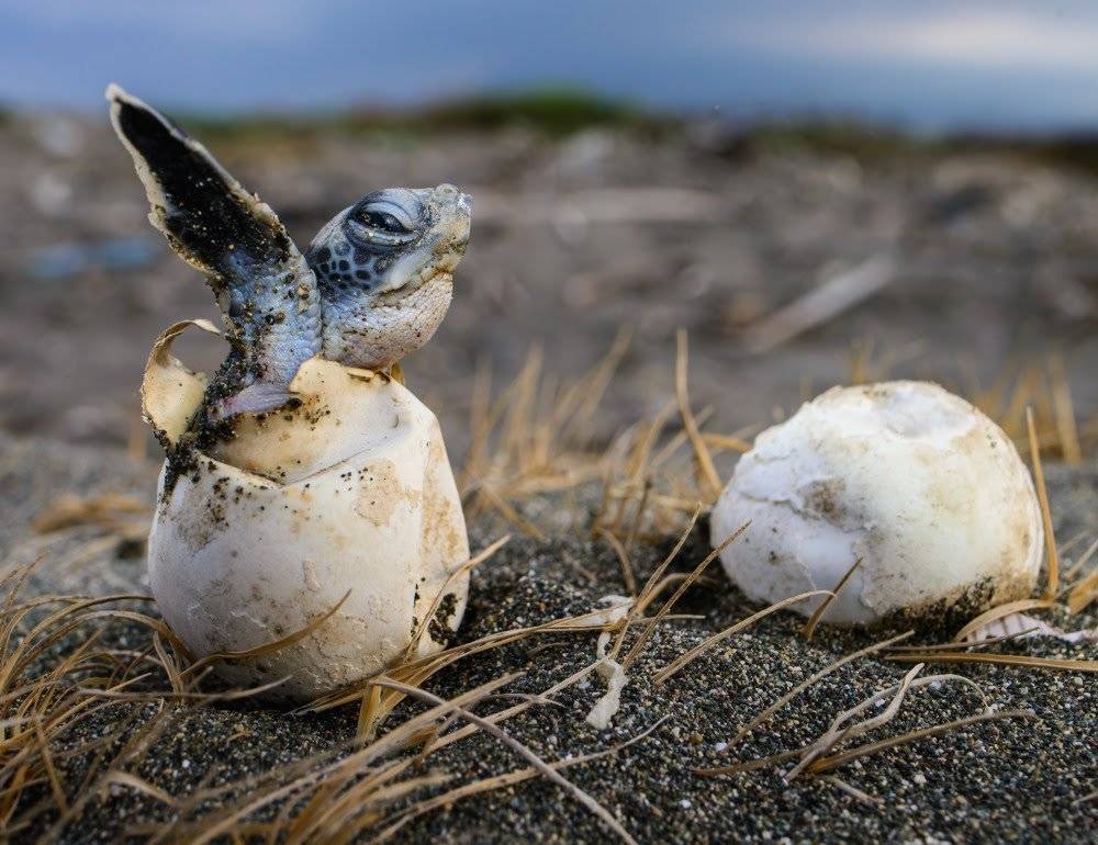 YUMURTALAR KIRILDI DENİZ KAPLUMBAĞALARI KUMSALDA