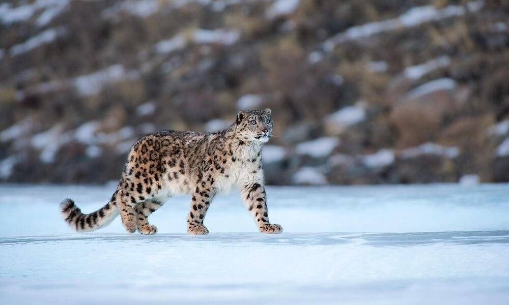 KAR LEOPARLARININ SAYISI ARTIYOR