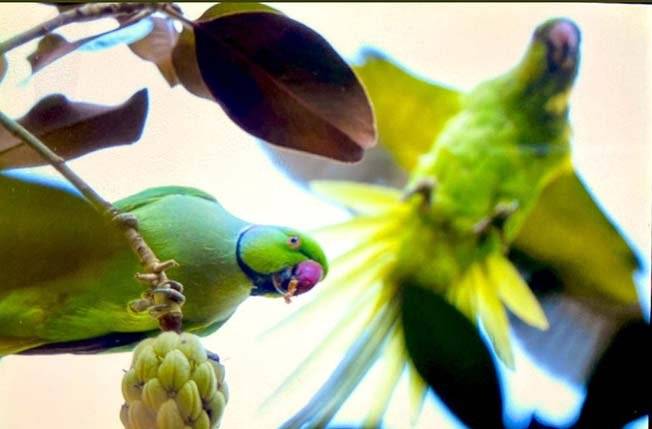 İMZALAR TOPLANDI YEŞİL PAPAĞANLAR KAZANDI