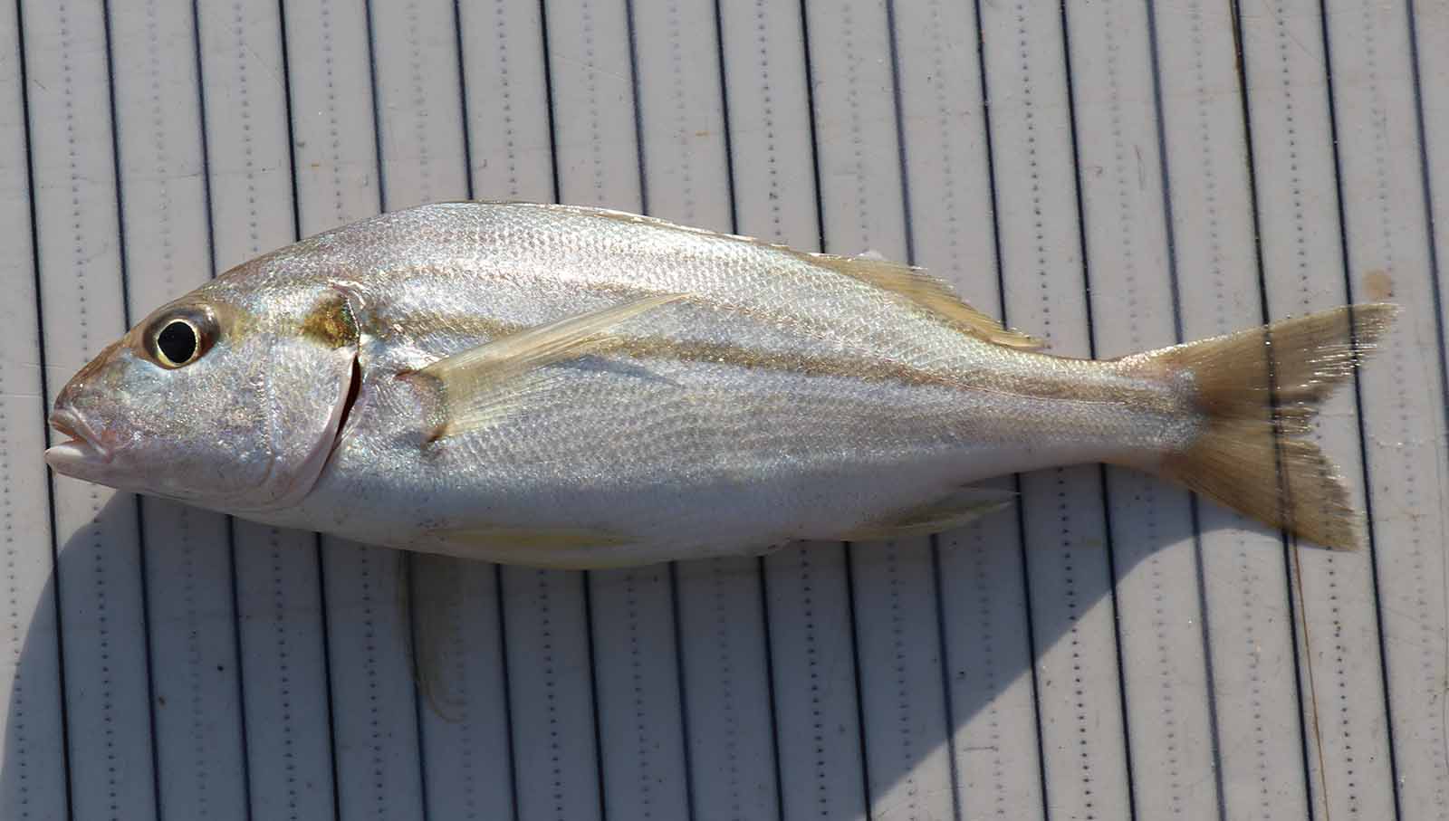 çizgili gargur 4