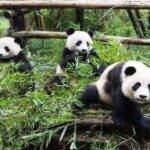 pandaa