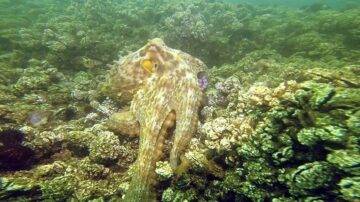 MARMARA’NIN AHTAPOTU SEVİNDİRDİ UMUT VERDİ