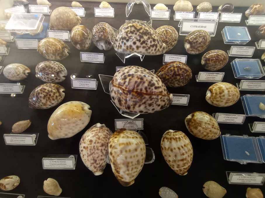 deniz kabuklusu 1