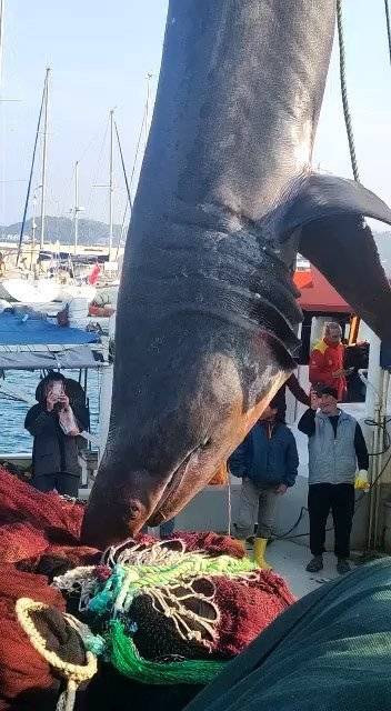 KORUMA ALTINDAKİ BÜYÜK CAMGÖZ AĞLARDA ÖLDÜ