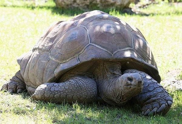 1200px-Seychellen-Riesenschildkroete_Aldabrachelys_gigantea_Tierpark_Hellabrunn-6