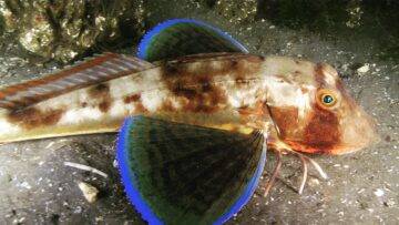 BALIK TEZGAHLARINDA GÖRÜRSENİZ BİR KEZ DAHA BAKIN… DR. MERT GÖKALP UYARDI