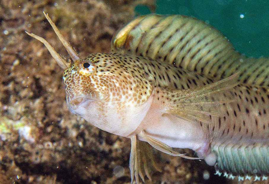 horozbina a 3