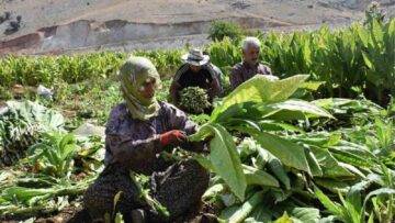 GIDA KRİZİNE RAĞMEN 4 MİLYON HEKTARA TÜTÜN EKİLİYOR