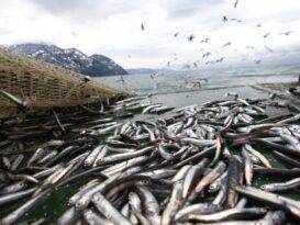 “TÜM HAMLELER HAMSİYİ KORUMAK İÇİN”