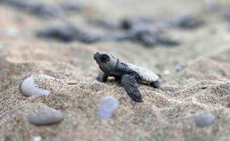 YERKÜRENİN EN ESKİ SAHİPLERİNİN YAŞAM ÇABASI… 110 MİLYON YILDIR VARLAR AMA TEHDİT ALTINDALAR