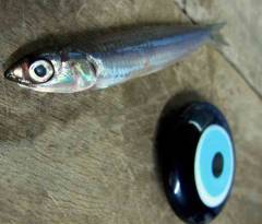 MAŞALLAH HAMSİ… YAŞAMAK İÇİN BOYUNU KISALTTI AMA ZORLUKLARI YENİYOR