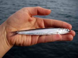 HER HARFE BİR HAMSİ… ELDE VAR HAMSİ