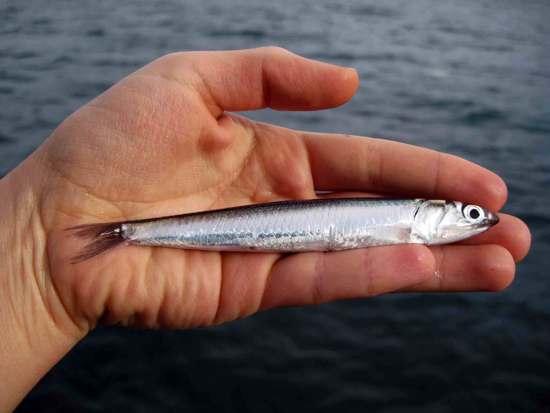 HER HARFE BİR HAMSİ… ELDE VAR HAMSİ