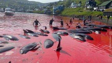 JAPONLAR YUNUSLARI KATLETTİ TÜRKİYE’DEN 30 BİN KİŞİ KARŞI ÇIKTI