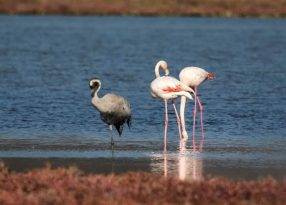 DOĞA KORUMADA ETİK DEĞERLER ORTAK DEKLARASYONU
