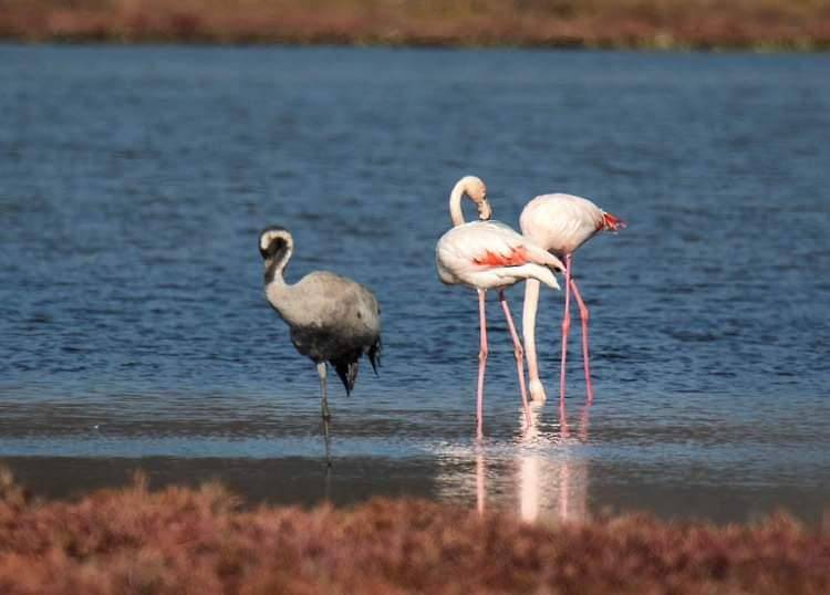 milas doğa filamingo +3