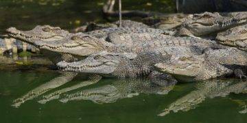 HAİKUİ TAYFU’NUNDA ÇİFTLİKTEN KAÇAN TİMSAHLAR YAKALANDI…