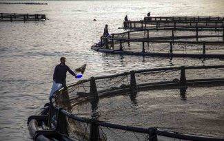 EGE’DEKİ BALIK İHRACATI 1 MİLYAR DOLARI AŞTI