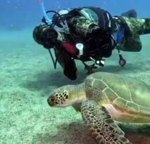 İNSAN DOĞA UYUMUNU BİR DENİZ KAPLUMBAĞASINDAN İZLEYELİM