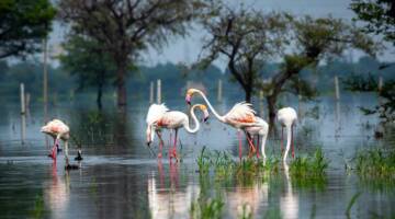 PLANIN PARÇASI OL.. BİYOLOJİK ÇEŞİTLİLİĞİ KORU