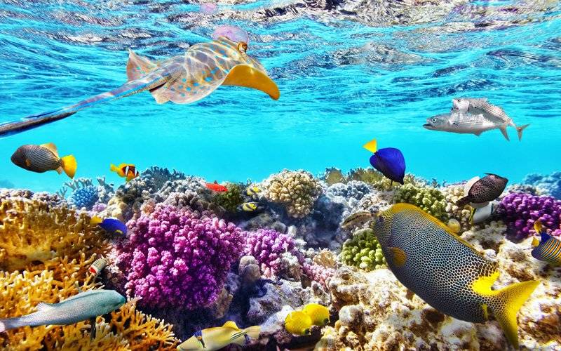 BÜYÜK SET RESİFİ İÇİN 1,2 MİLYAR AVUSTRALYA DOLARI SÖZÜ