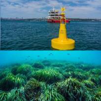 BOĞAZDA BU ŞAMANDIRAYI GÖRENLER DİKKAT… İSTANBUL BOĞAZI’NDA DENİZ ÇAYIRI VAR