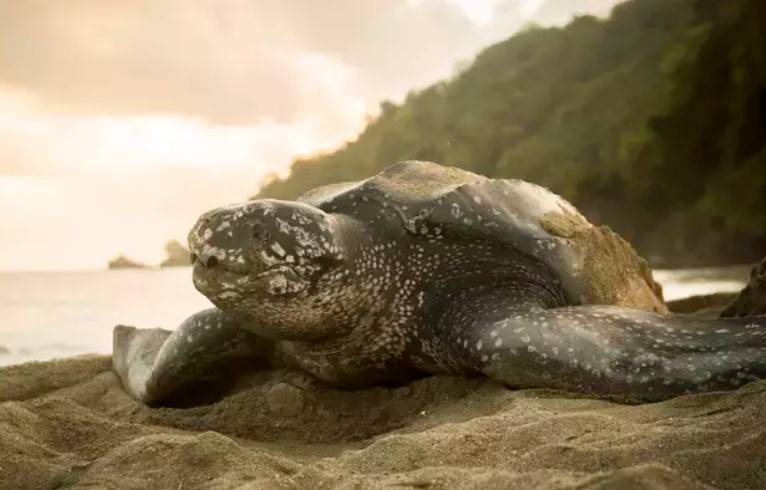 İSTANBUL BOĞAZI’NDA EN BÜYÜK DENİZ SÜRÜNGENİ