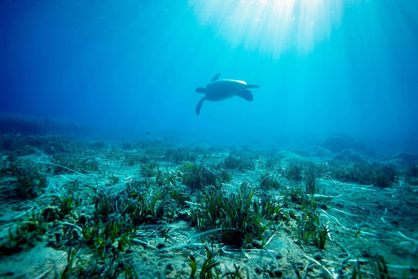 yeşil kaplumbağa mert 1 (11)