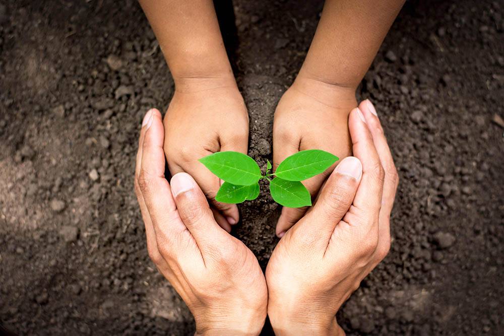 The,Hand,Of,Men,And,Children,Are,Helping,To,Plant