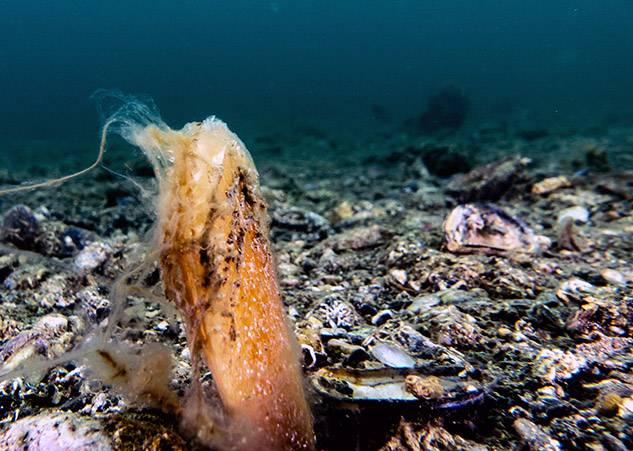 NESLİ TÜKENEN PİNA VE SÜNGERLERE MÜSİLAJ TEHDİDİ