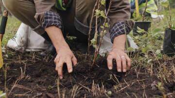 HER ŞEHRİN PEYZAJINDA KENDİ YÖRESİNİN BİTKİLERİ KULLANILACAK