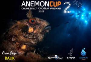 DERİNLERDEKİ GÜZELLİKLER ANEMON CUP İLE SATHA ÇIKACAK