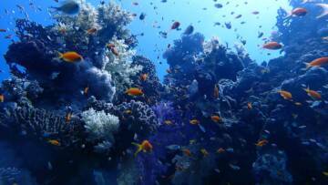 PASİFİK’TE BULUNAN MERCAN KANITLADI… DOĞA İKLİM DEĞİŞİKLİĞİNE KENDİNİ HAZIRLIYOR