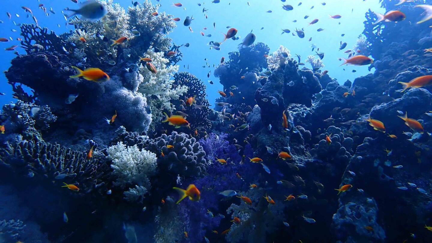 PASİFİK’TE BULUNAN MERCAN KANITLADI… DOĞA İKLİM DEĞİŞİKLİĞİNE KENDİNİ HAZIRLIYOR
