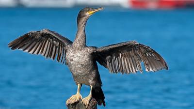 ŞİLE’NİN TEPELİ KARABATAKLAR İÇİN ÇAĞRI