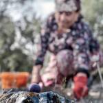 Olive,Harvest.,Hands,Working...old,Woman,Is,Picking,Olives.
