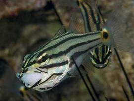 İSTİLACI TÜRLERİYLE TROPİKLEŞEN AKDENİZ’İN KİTABI