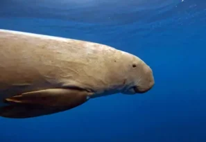 KIZILDENİZ’DE DUGONG SÜRPRİZİ